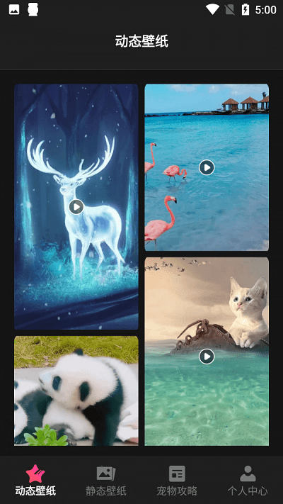 猫咪壁纸软件 猫咪壁纸app下载