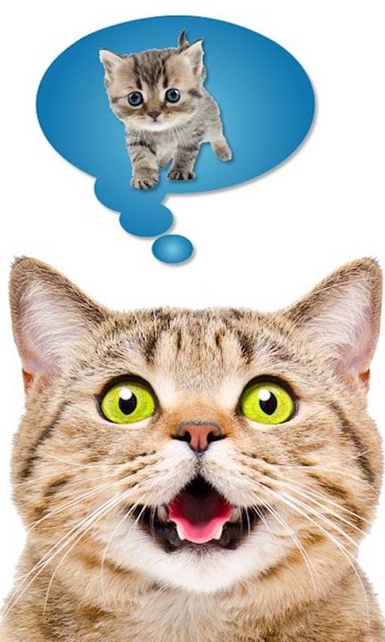 猫狗语言翻译器app