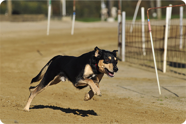 shadow安卓客户端 shadow app下载