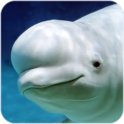 白鲸模拟器游戏(the beluga whale)