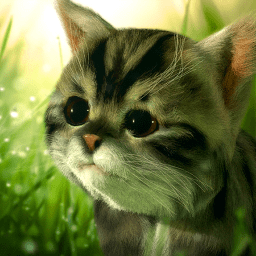 猫咪追寻神秘探险游戏