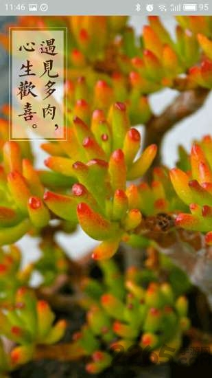 多肉联萌手机客户端