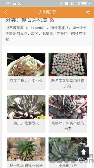 多肉联萌手机客户端